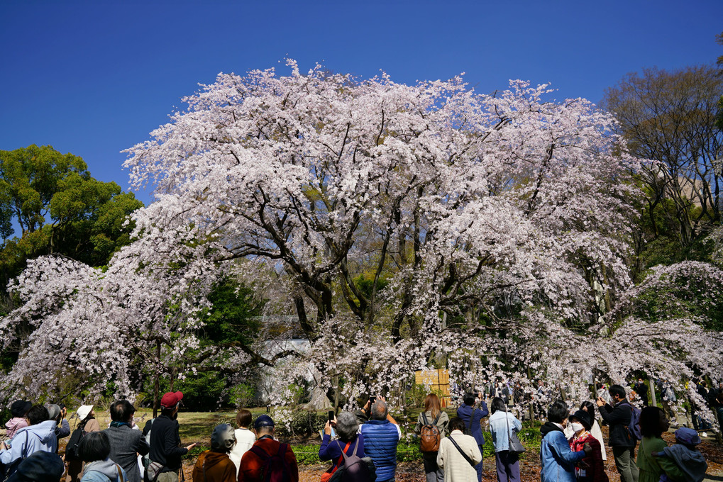 春に呼ばれる六義園の枝垂れ桜