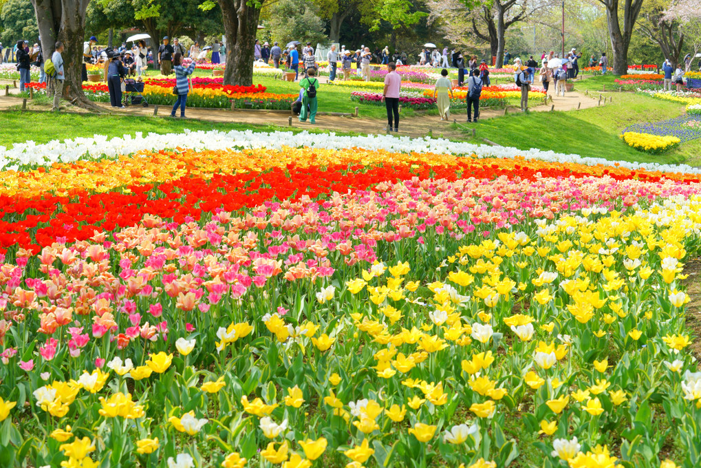 少し遅かった、春の昭和記念公園