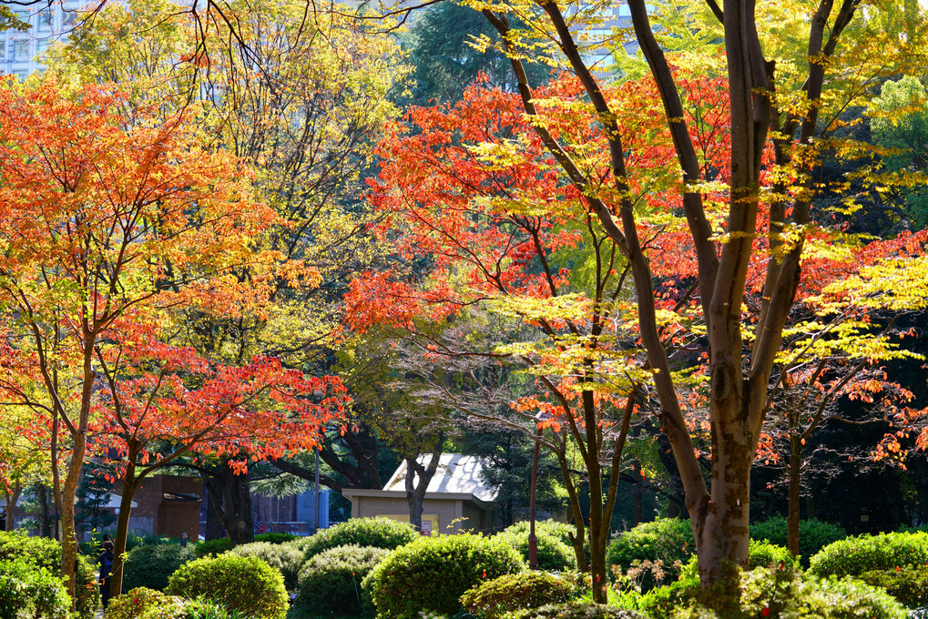 都心にも紅葉