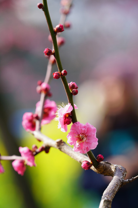 花嫁 菜の花 梅の花