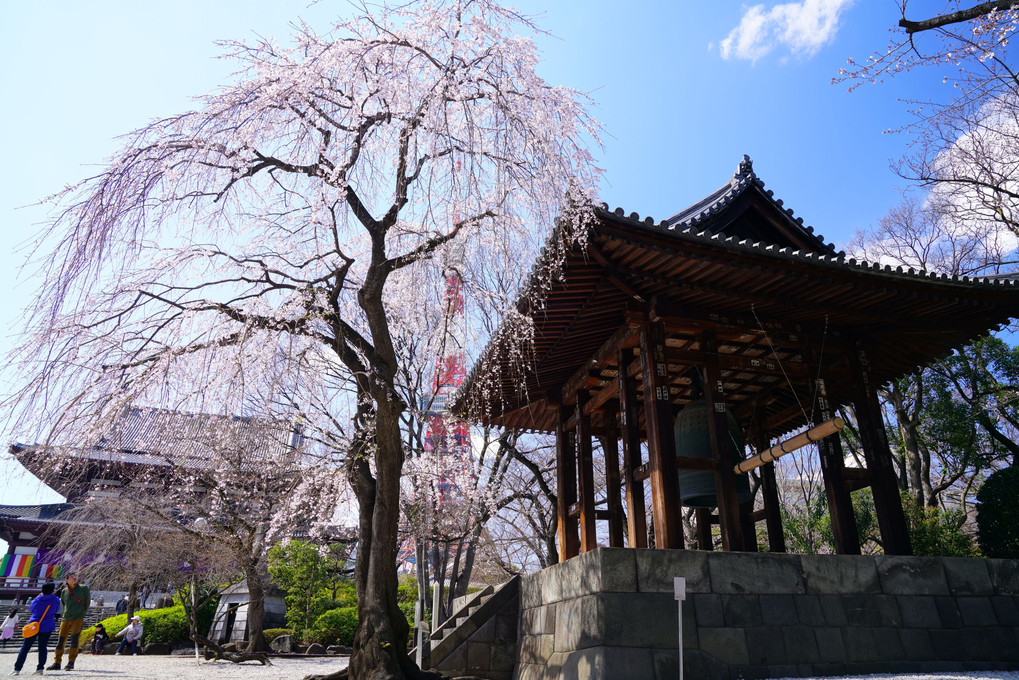 増上寺の枝垂桜