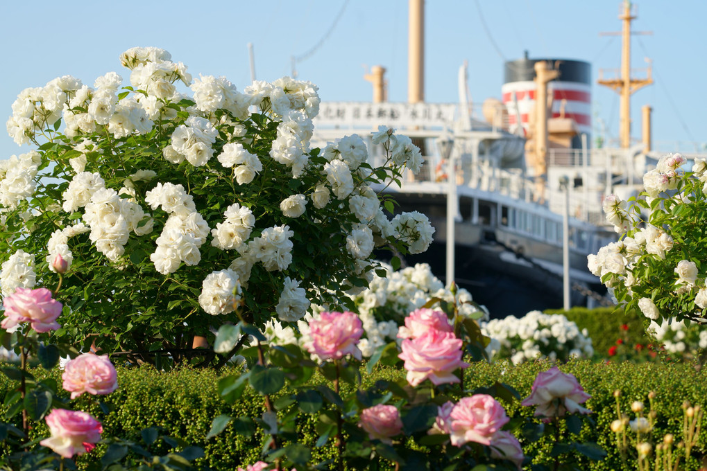 薔薇とファンネル