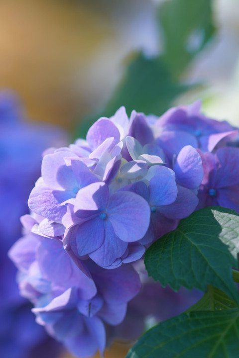 千葉公園に咲く紫陽花