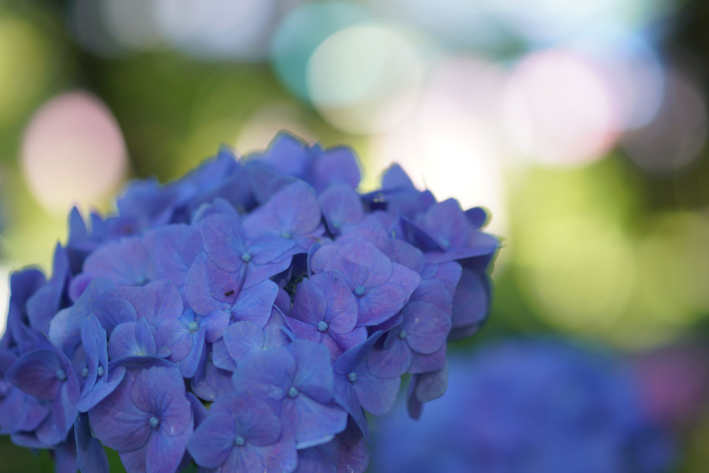 千葉公園に咲く紫陽花