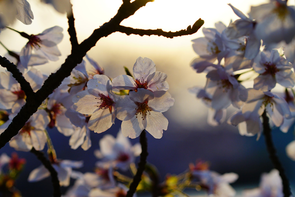 夕方の桜