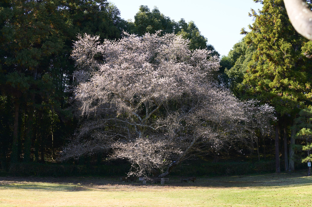 山歩き