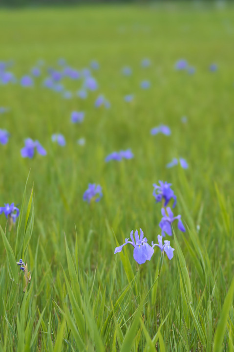 カキツバタ群落