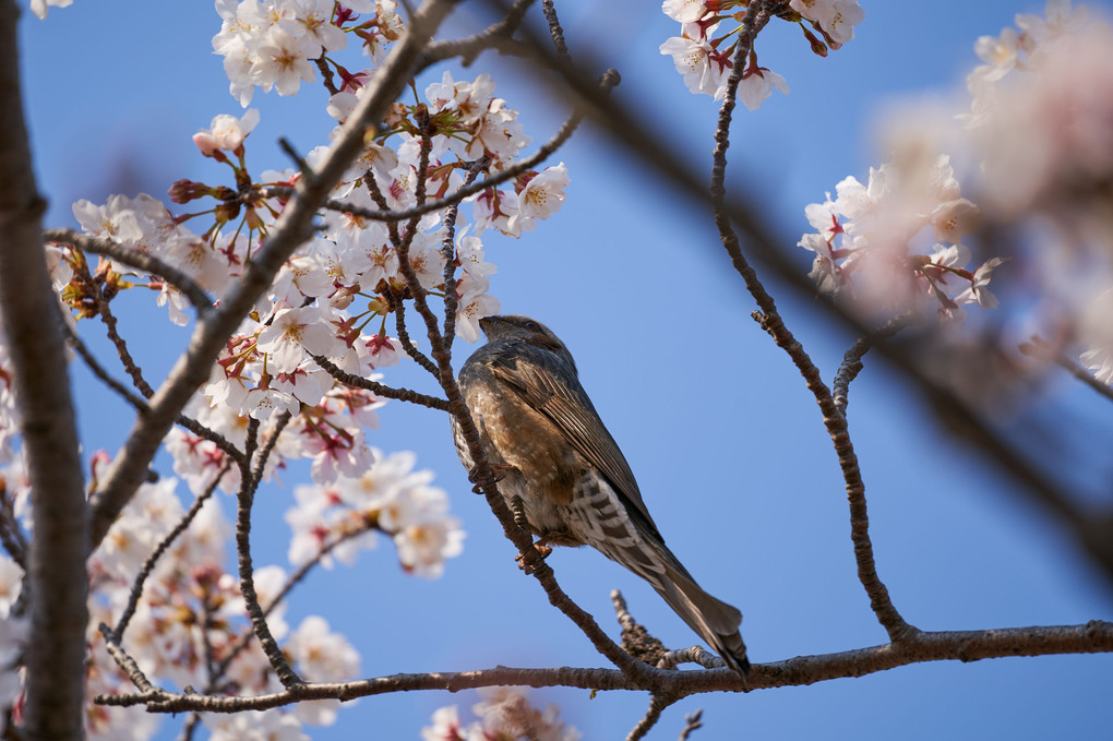 桜とトリ