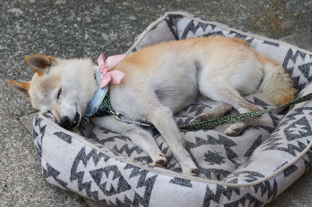 老犬　お休み中．．．