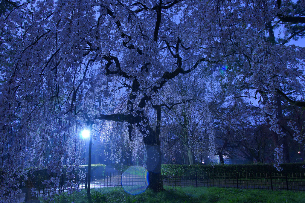 雨夜の枝垂れ桜