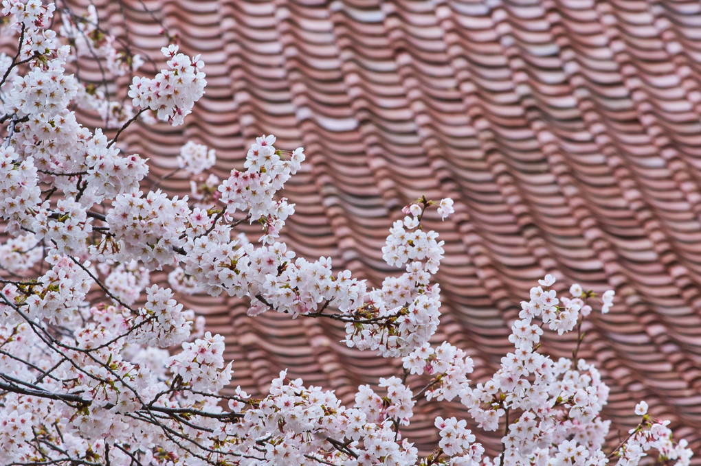 屋根より高い桜の木