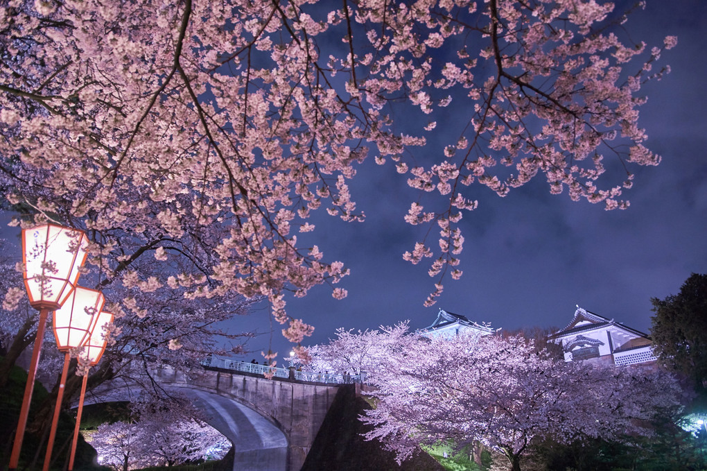 金沢城の夜桜