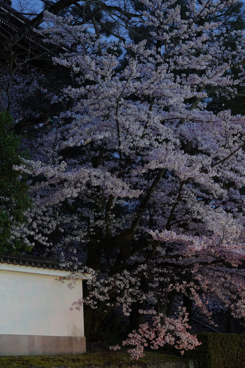 白壁と桜の朝と夜