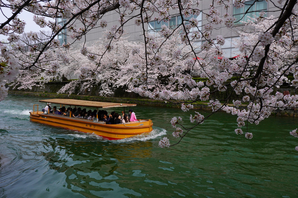 桜と舟