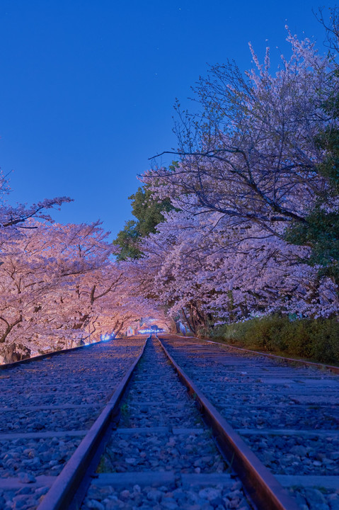夜桜へ続く線路