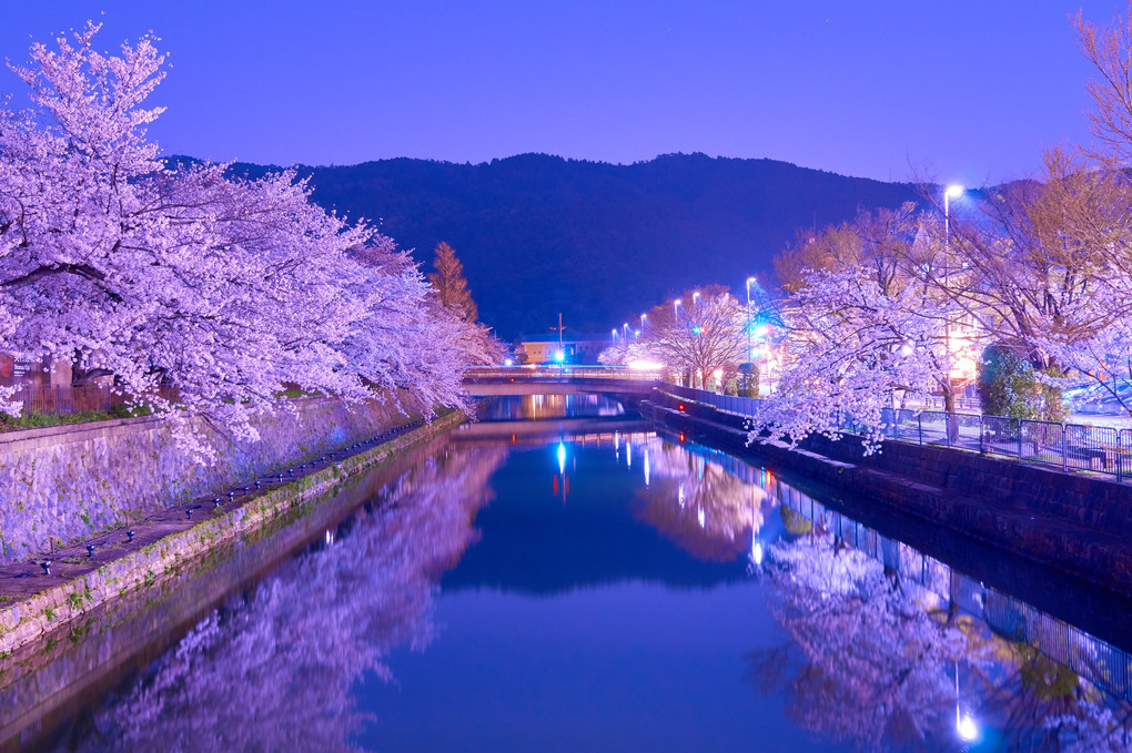 岡崎疎水夜桜回廊