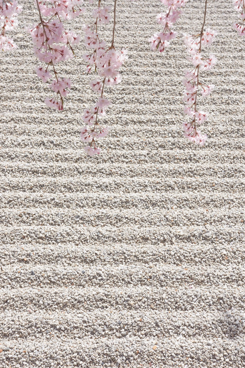 白砂の桜