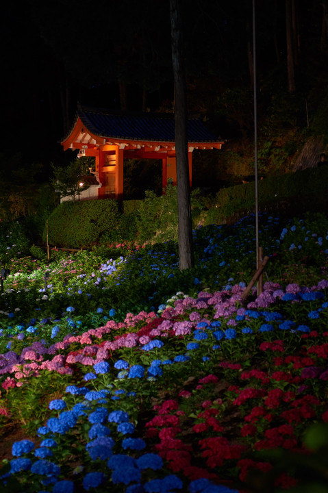 夜の紫陽花園