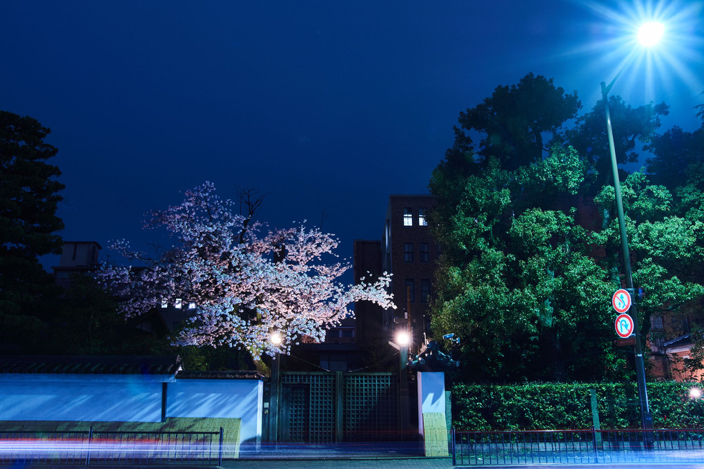 大通り沿いの夜桜