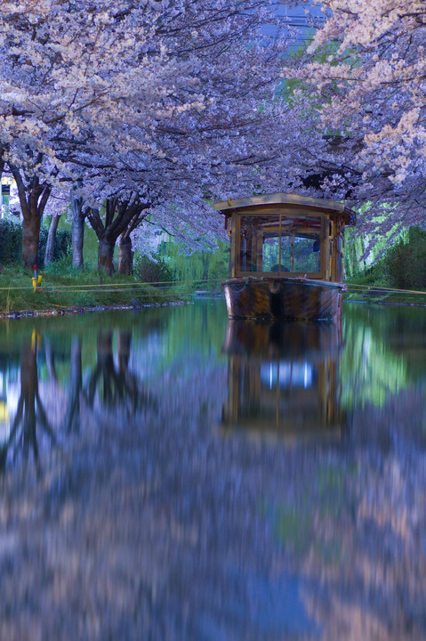 夜桜を渡る舟