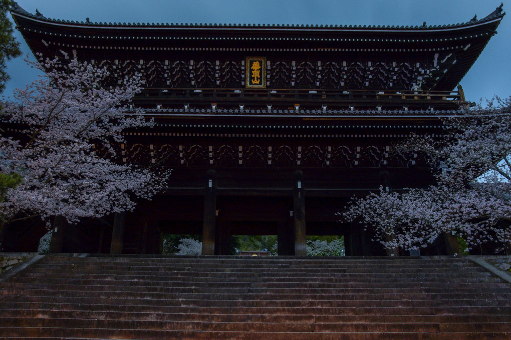山門の夜桜