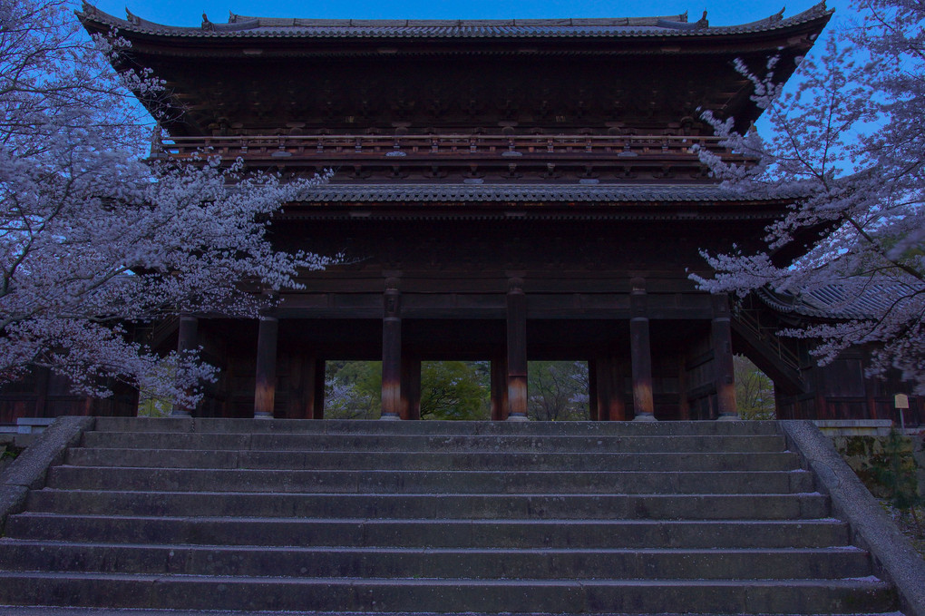 山門の夜桜