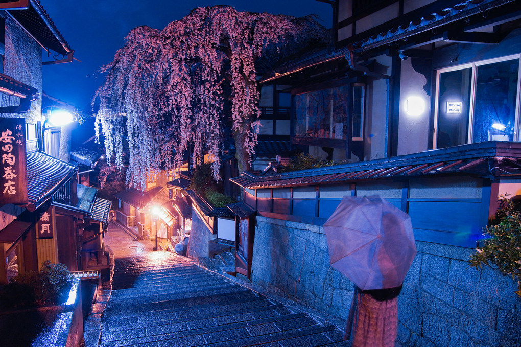 夜桜小雨