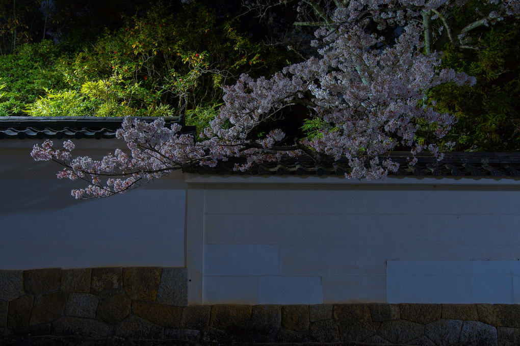白壁越しの桜