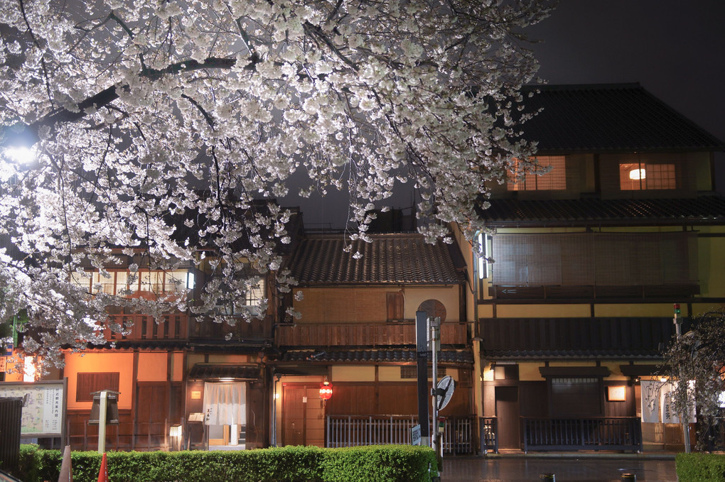 雨も滴る花街の夜桜