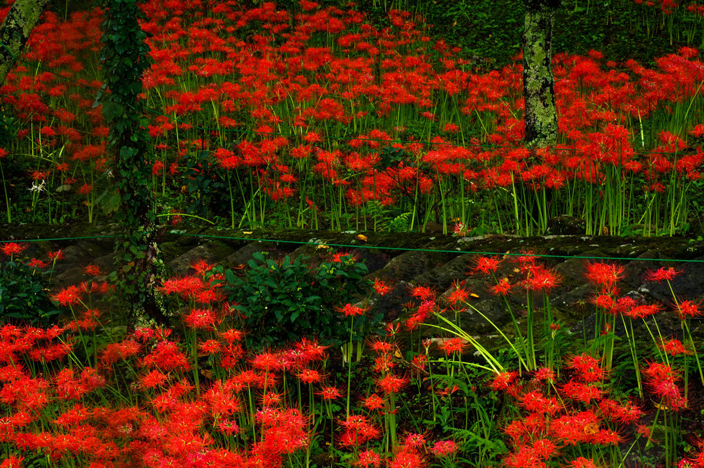 深紅の花道