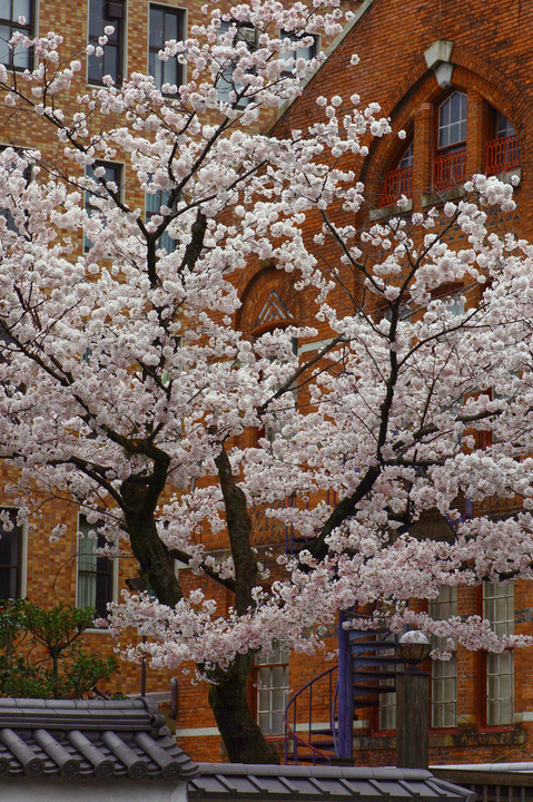 煉瓦桜