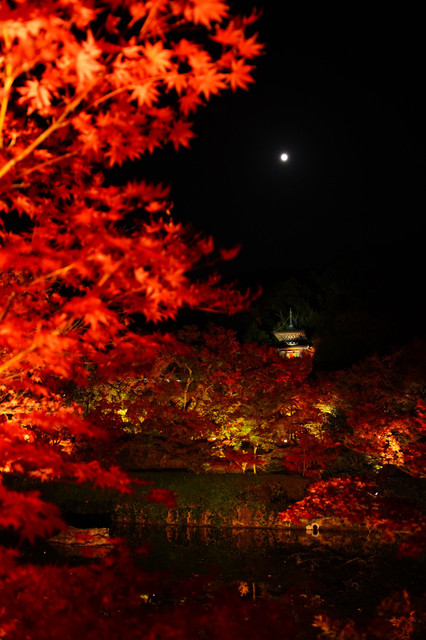 月夜の紅葉 多宝塔