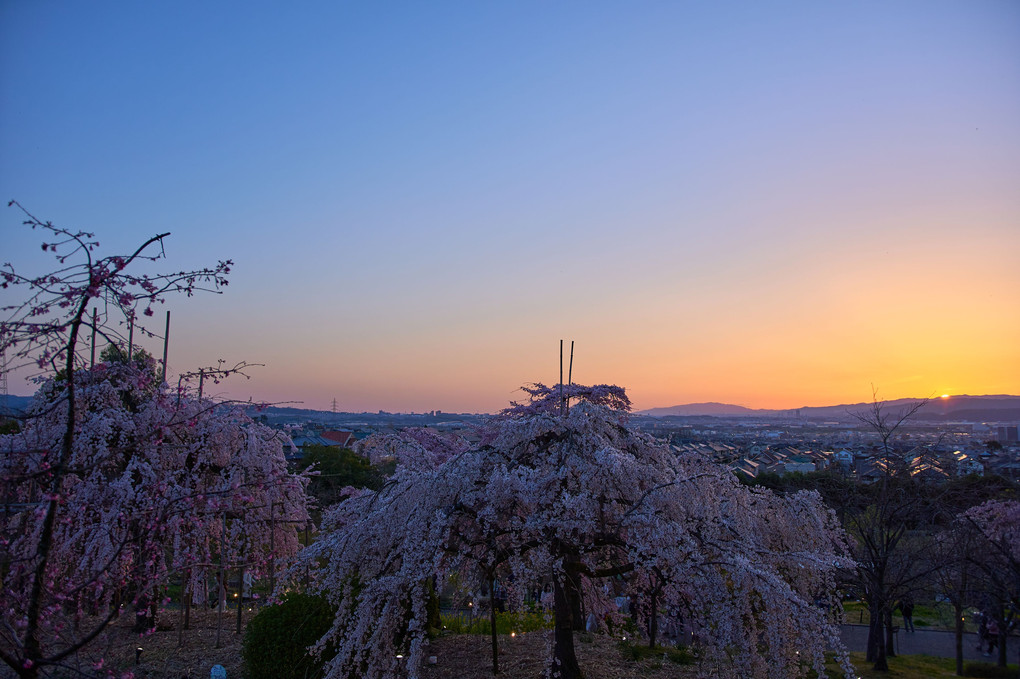 黄昏の枝垂桜