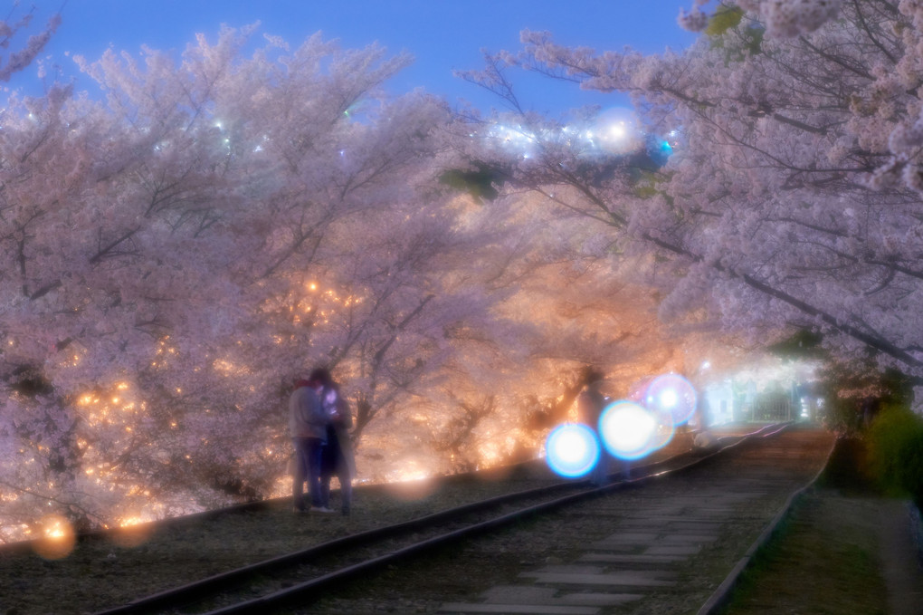 桜の夜道　2人の世界