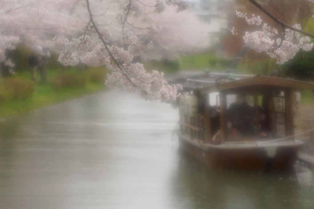 桜の川を進む