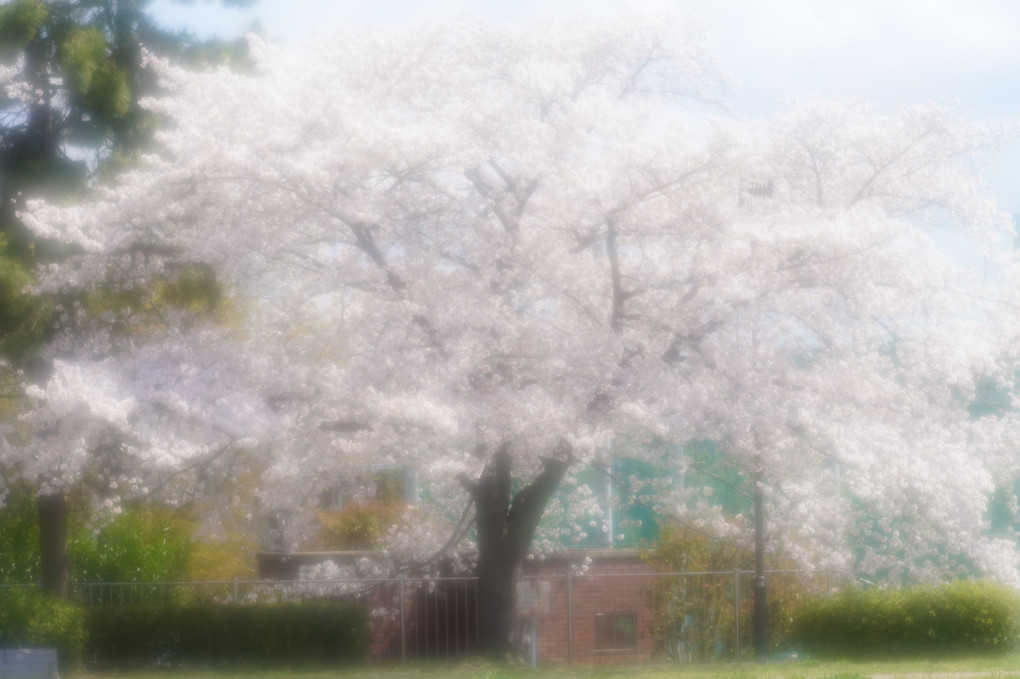 満開の桜輝く昼下がり