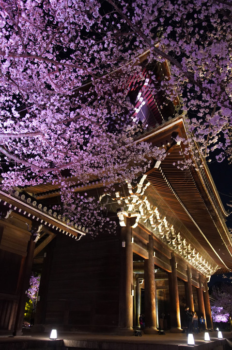 お寺と夜桜