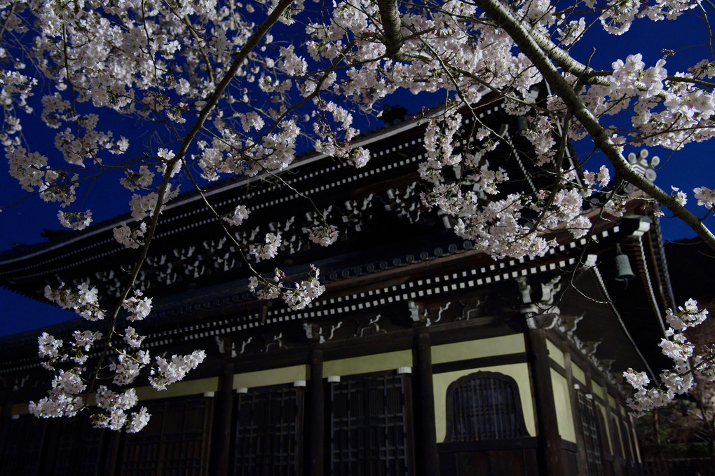 お寺と夜桜