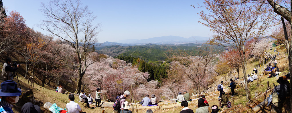 桜の谷