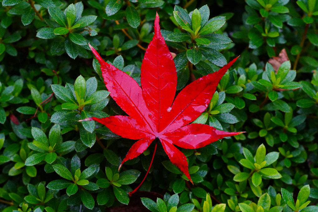 雨の日の紅と緑