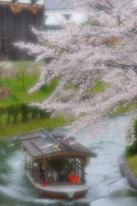 雨にけぶる渡桜舟