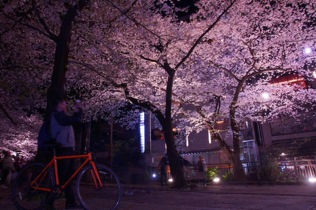 見上げてごらん夜の桜を