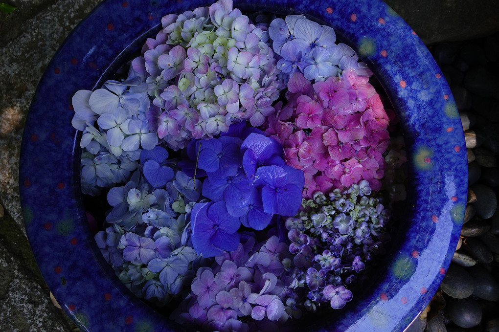 青水紫陽花