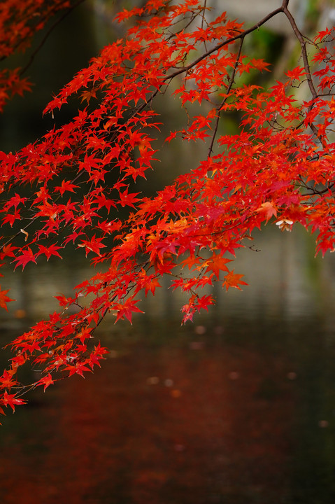 水際の紅葉