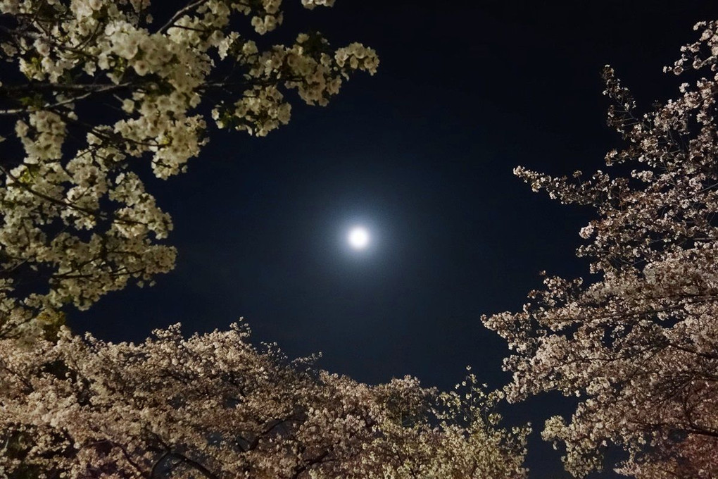 Tokyo Cherry Moon