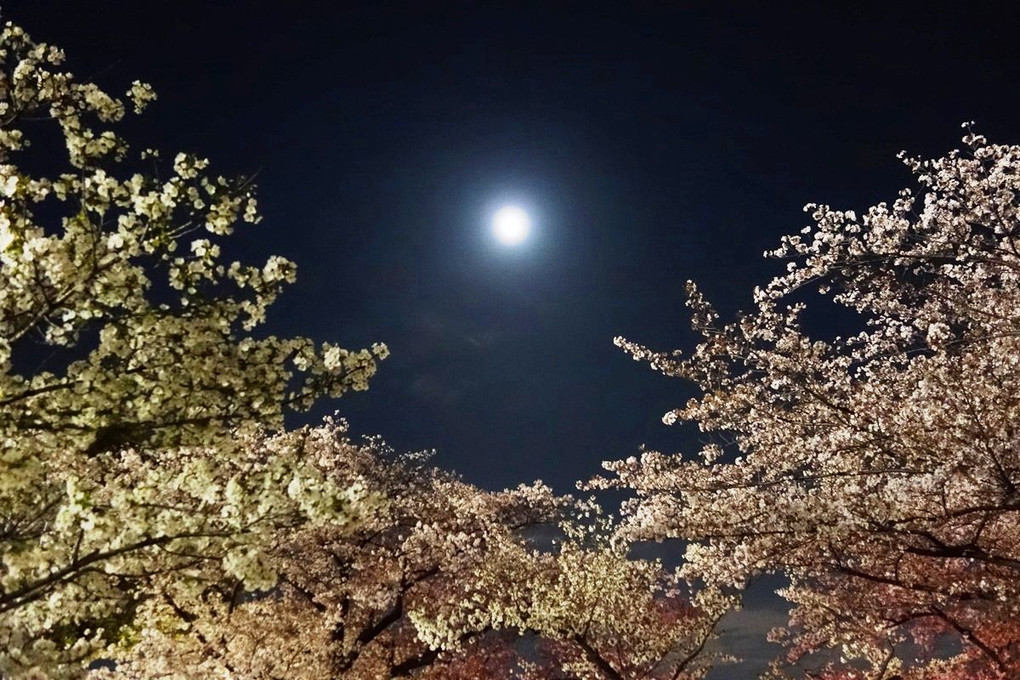 Tokyo Cherry Moon 2018