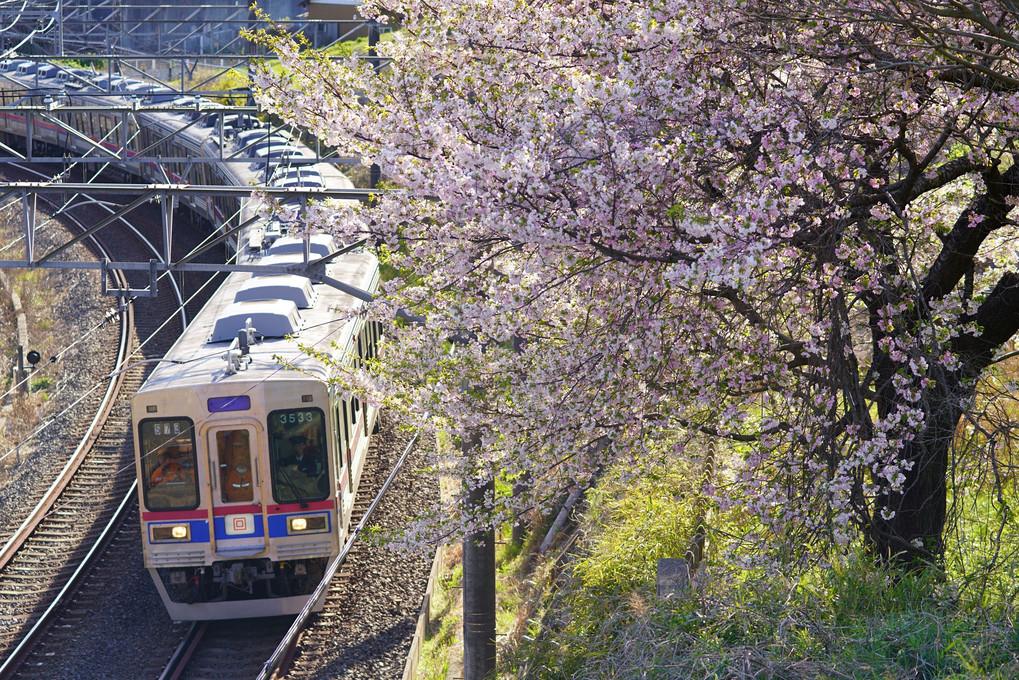 京成電車と桜の競演
