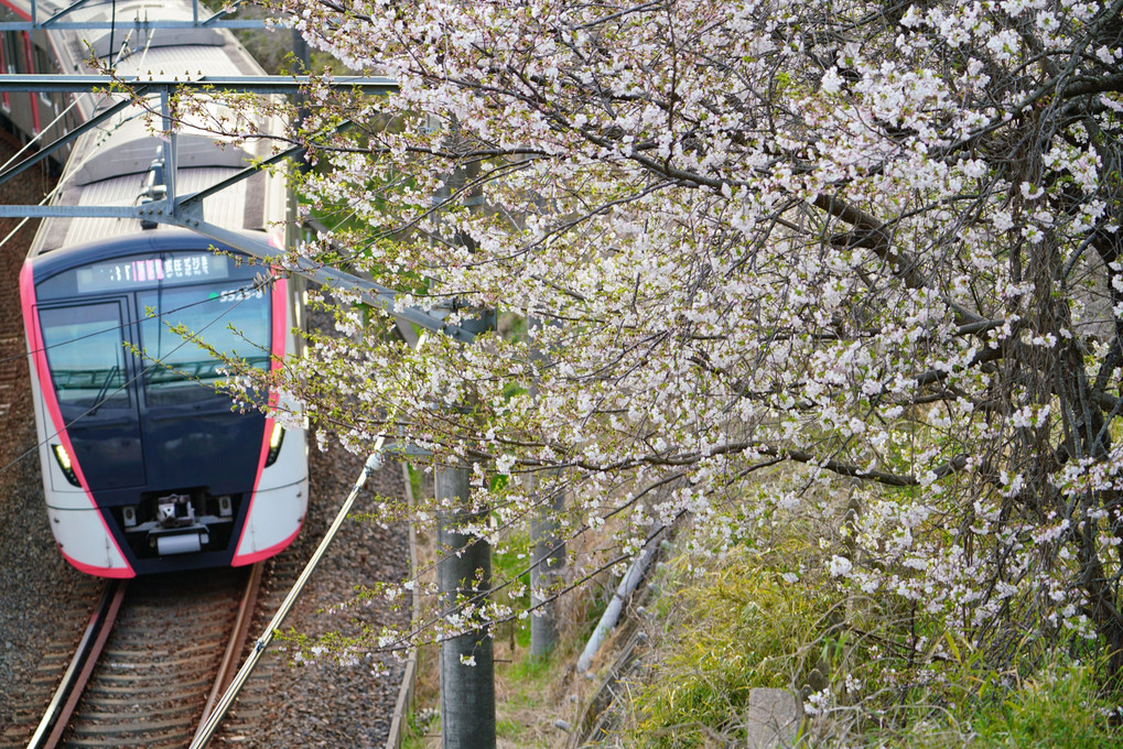 京成電車と桜の競演