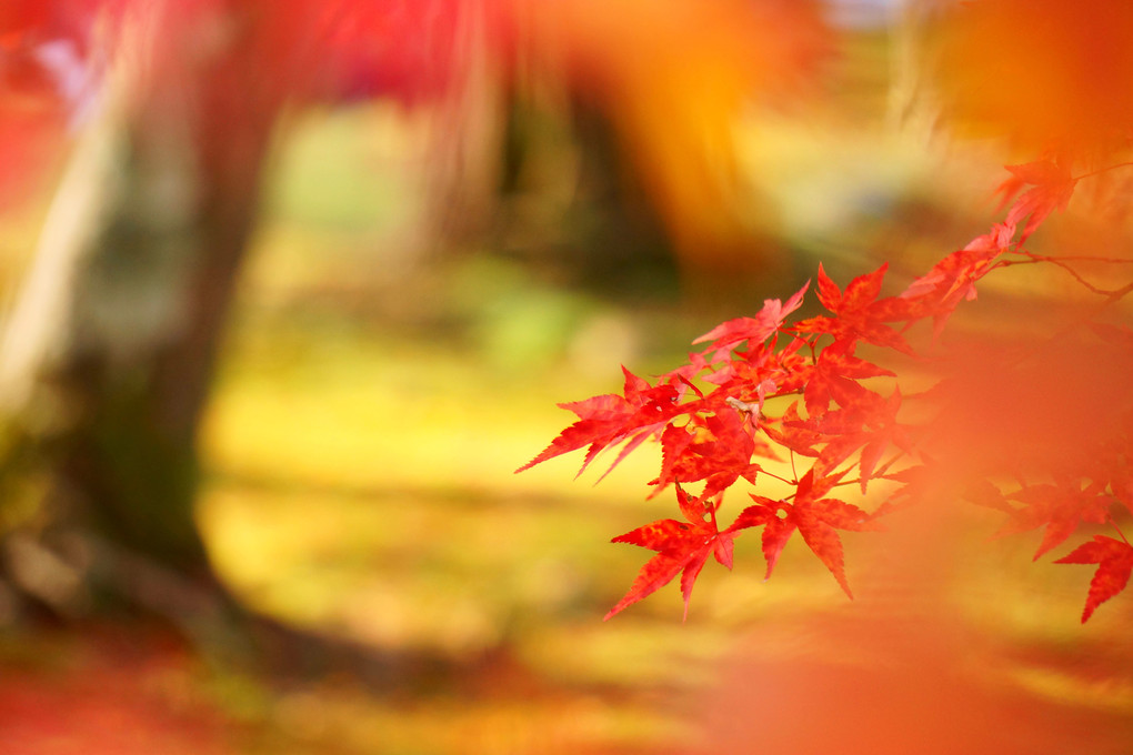 南禅寺の紅葉