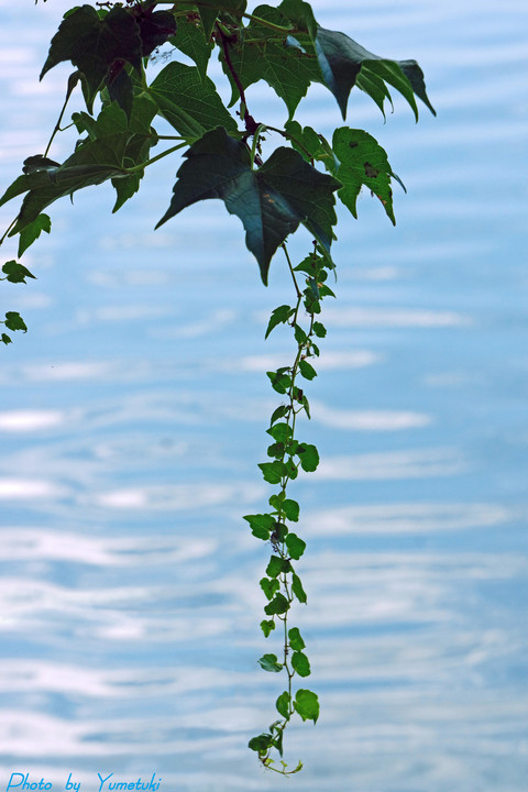 夏の水面　～蔦の葉～